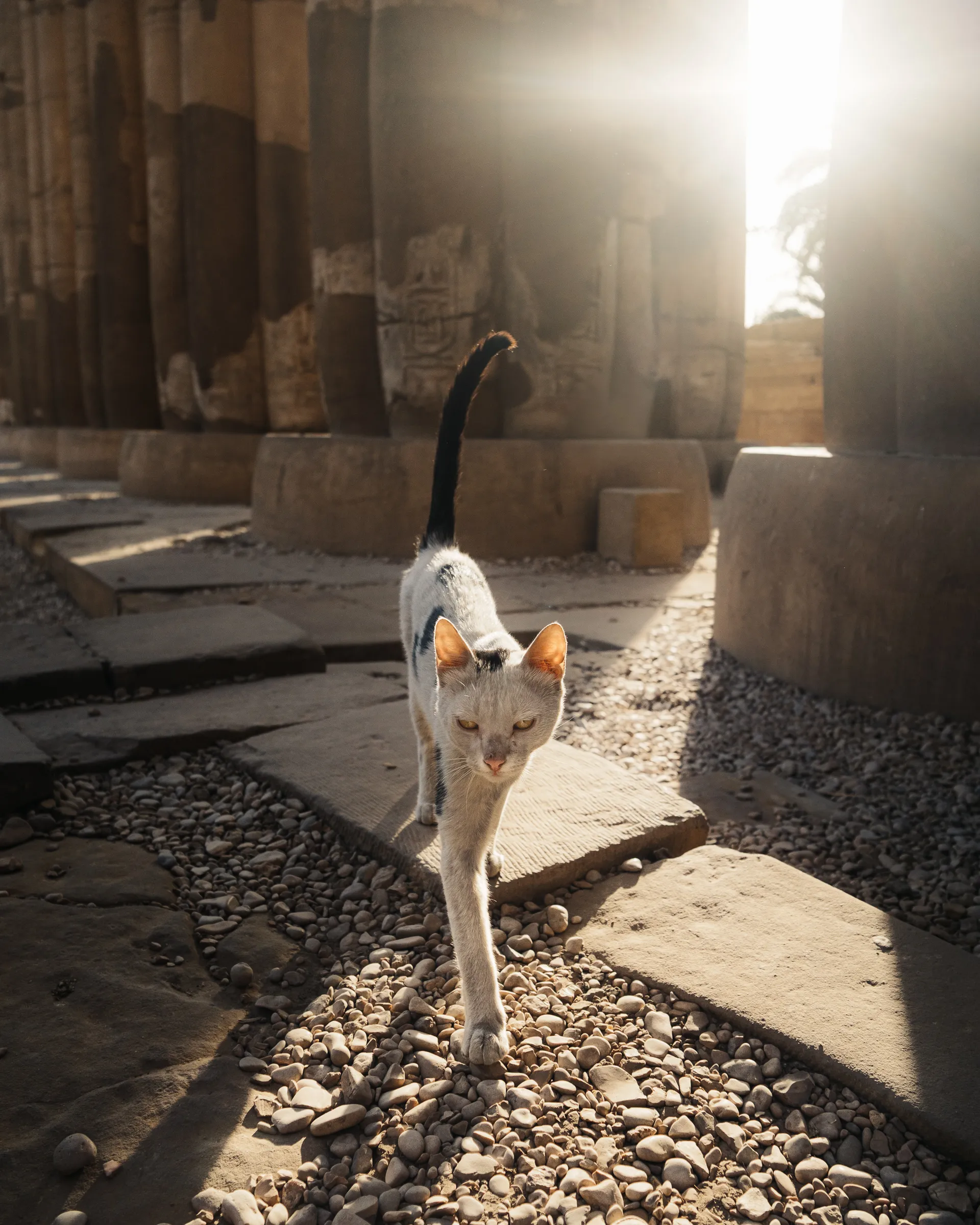 North Africa — 北阿 17
