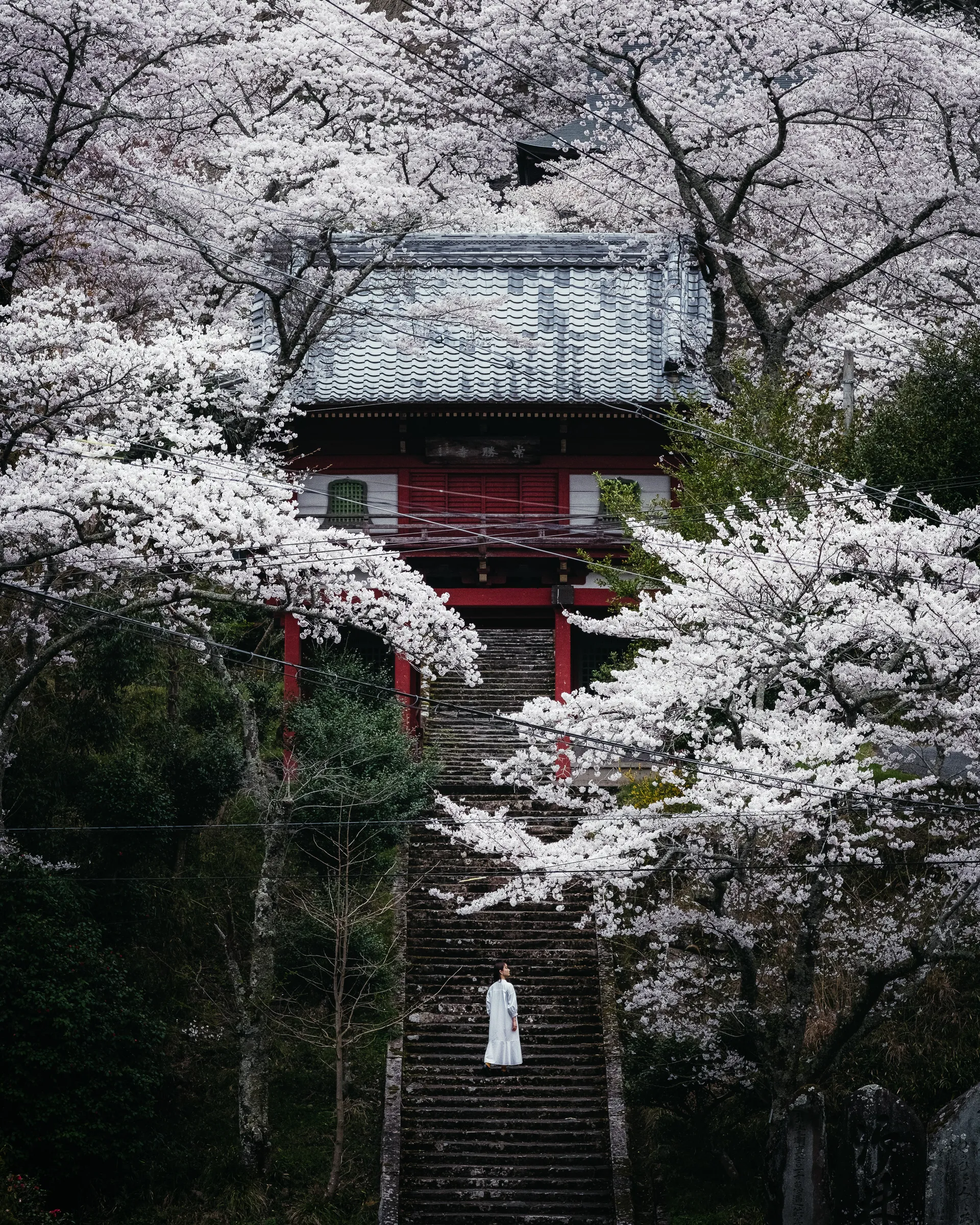Spring — 春 2