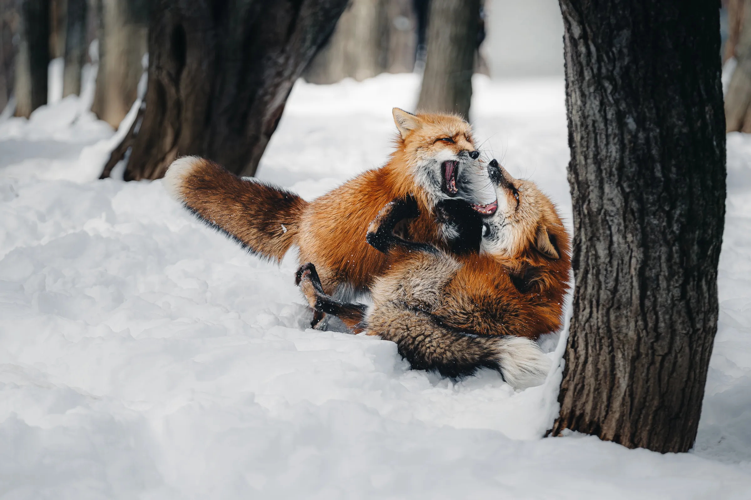 Winter — 冬 12