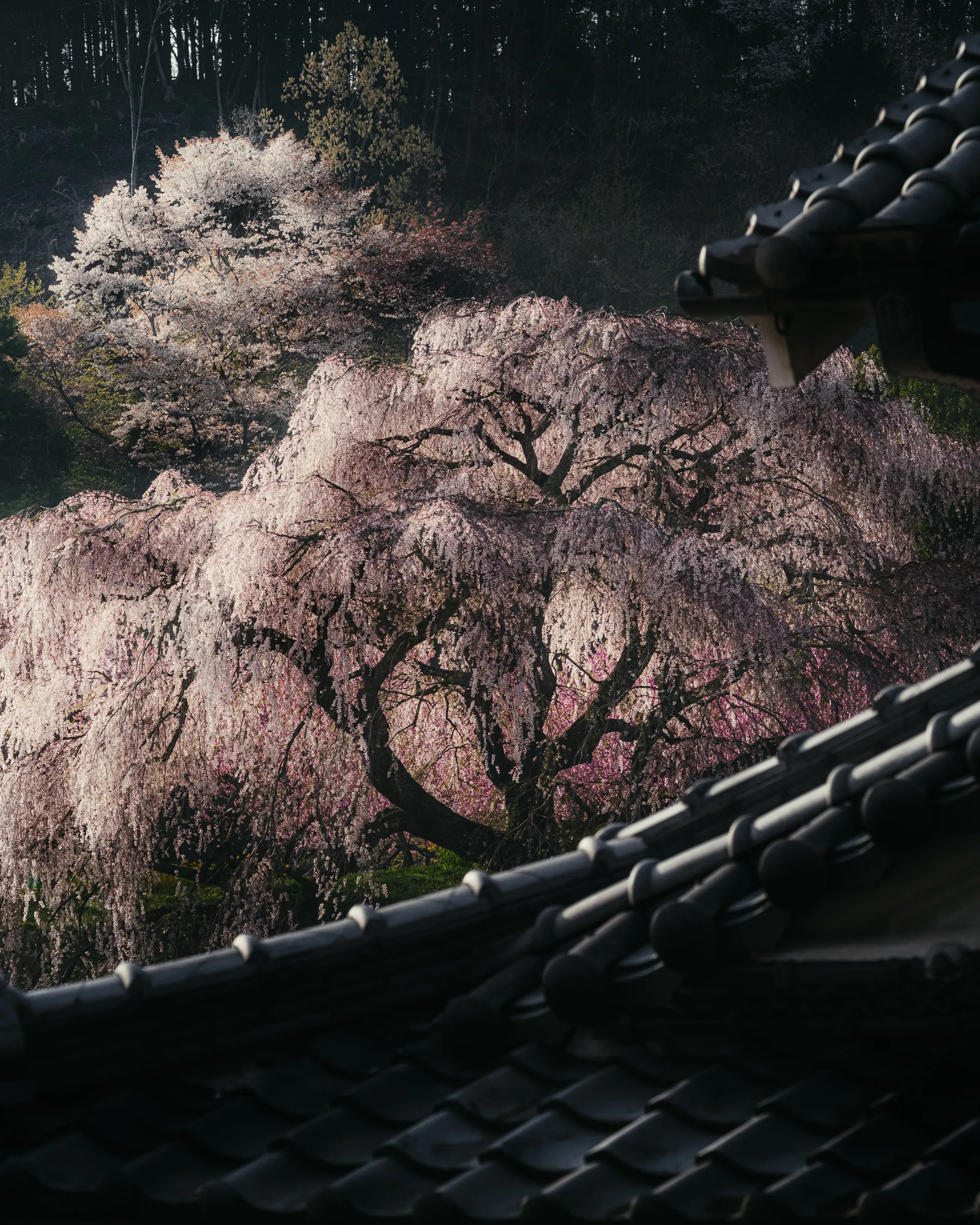 Spring — 春 7