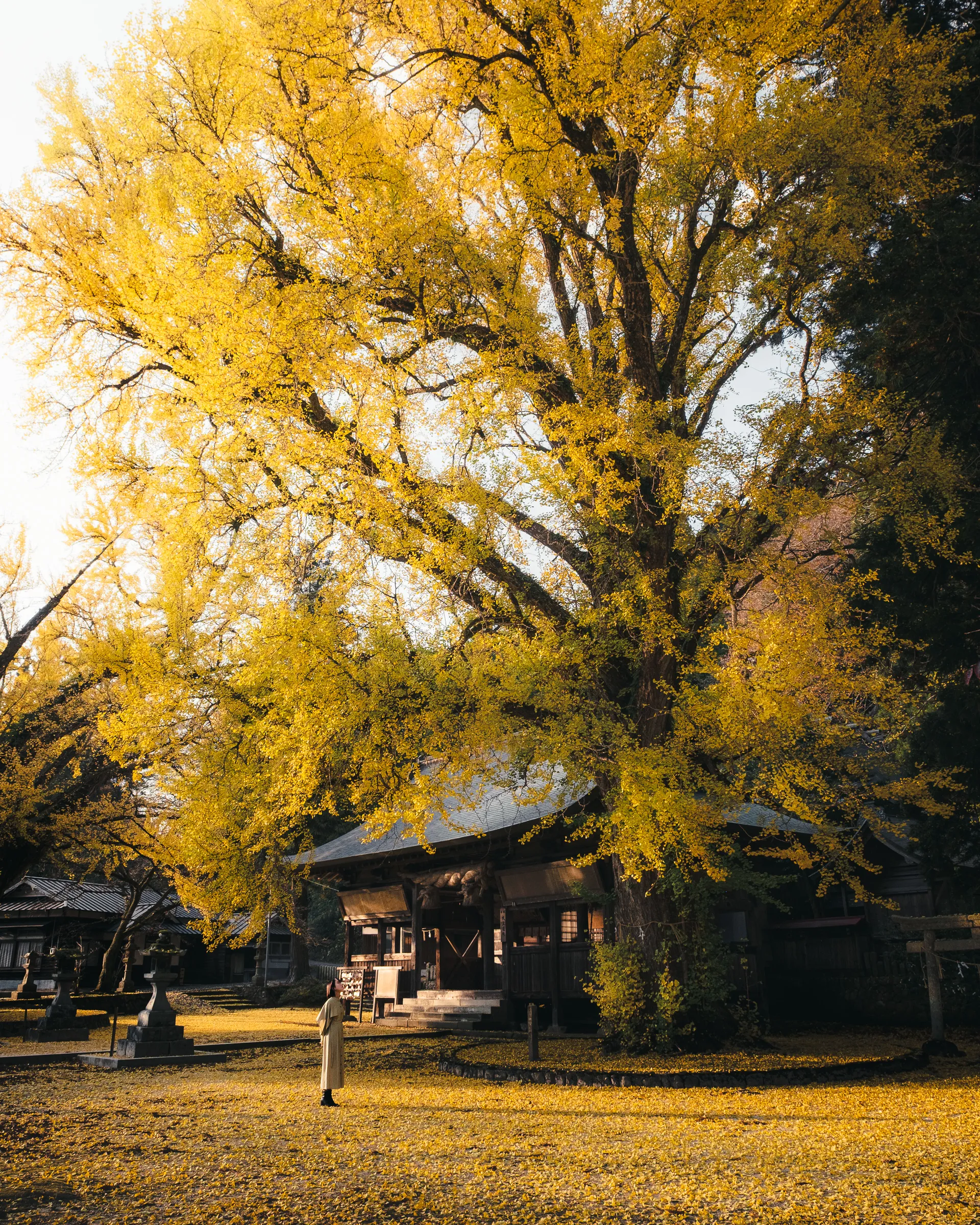 Autumn — 秋 14