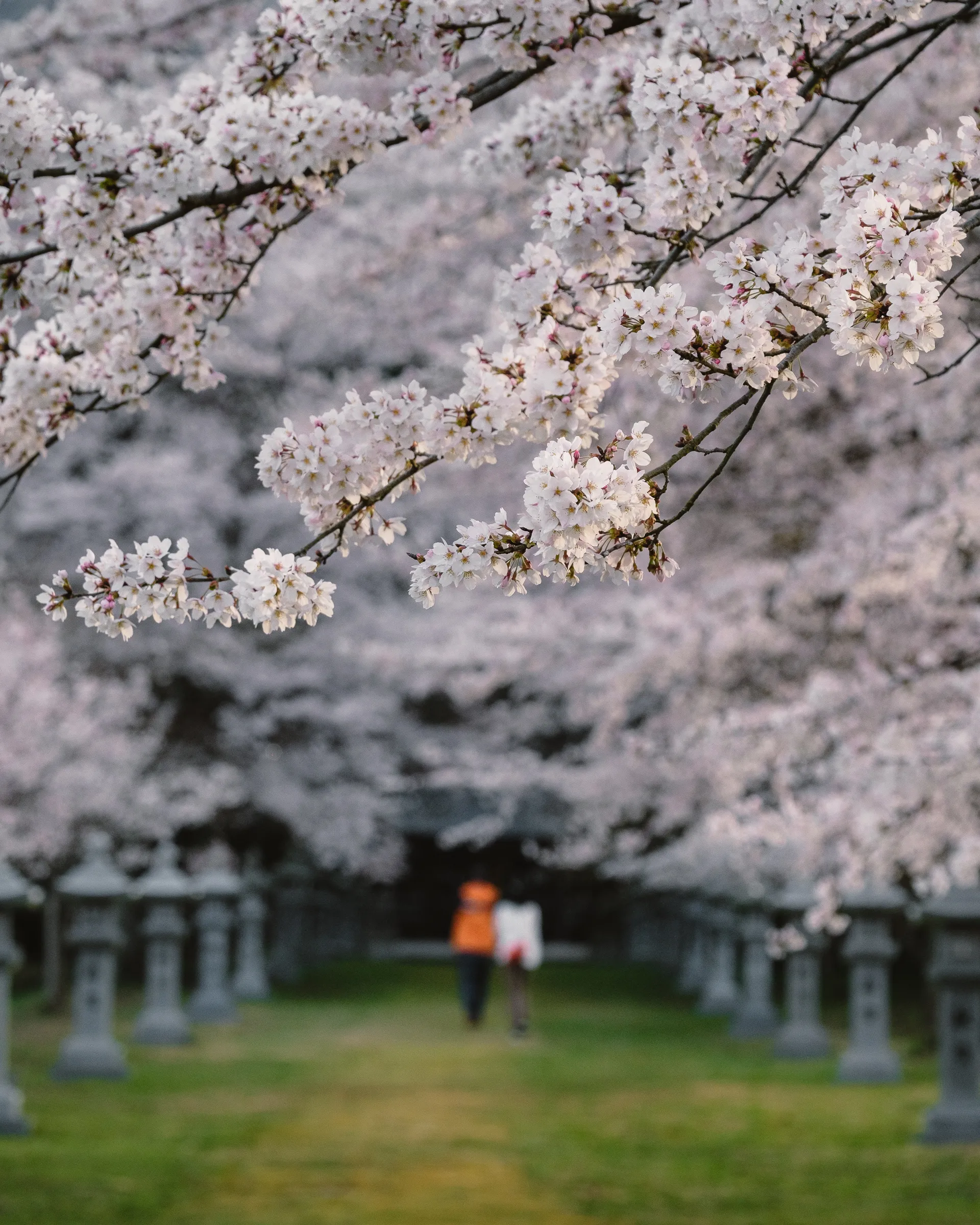 Spring — 春 13