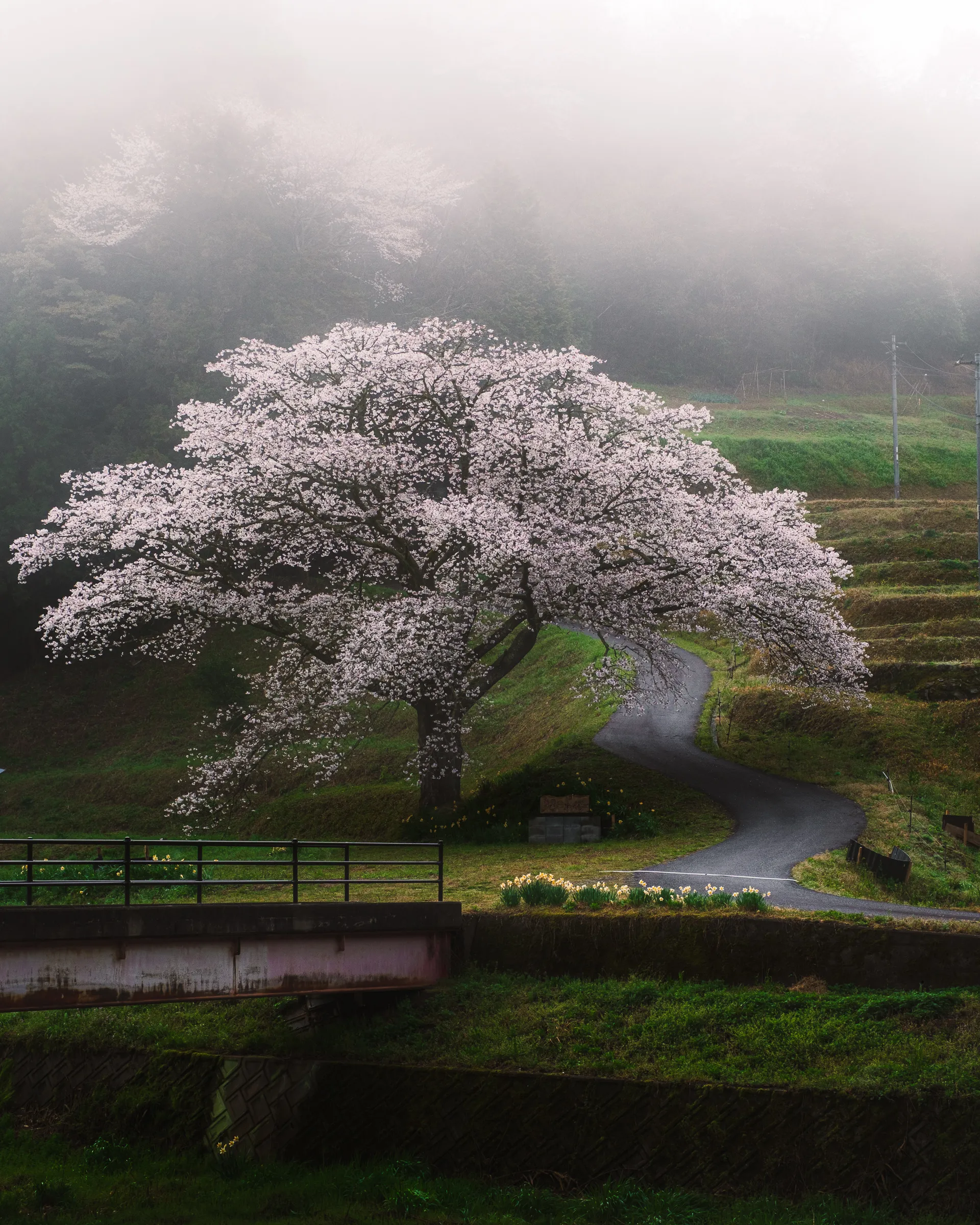 Spring — 春 14