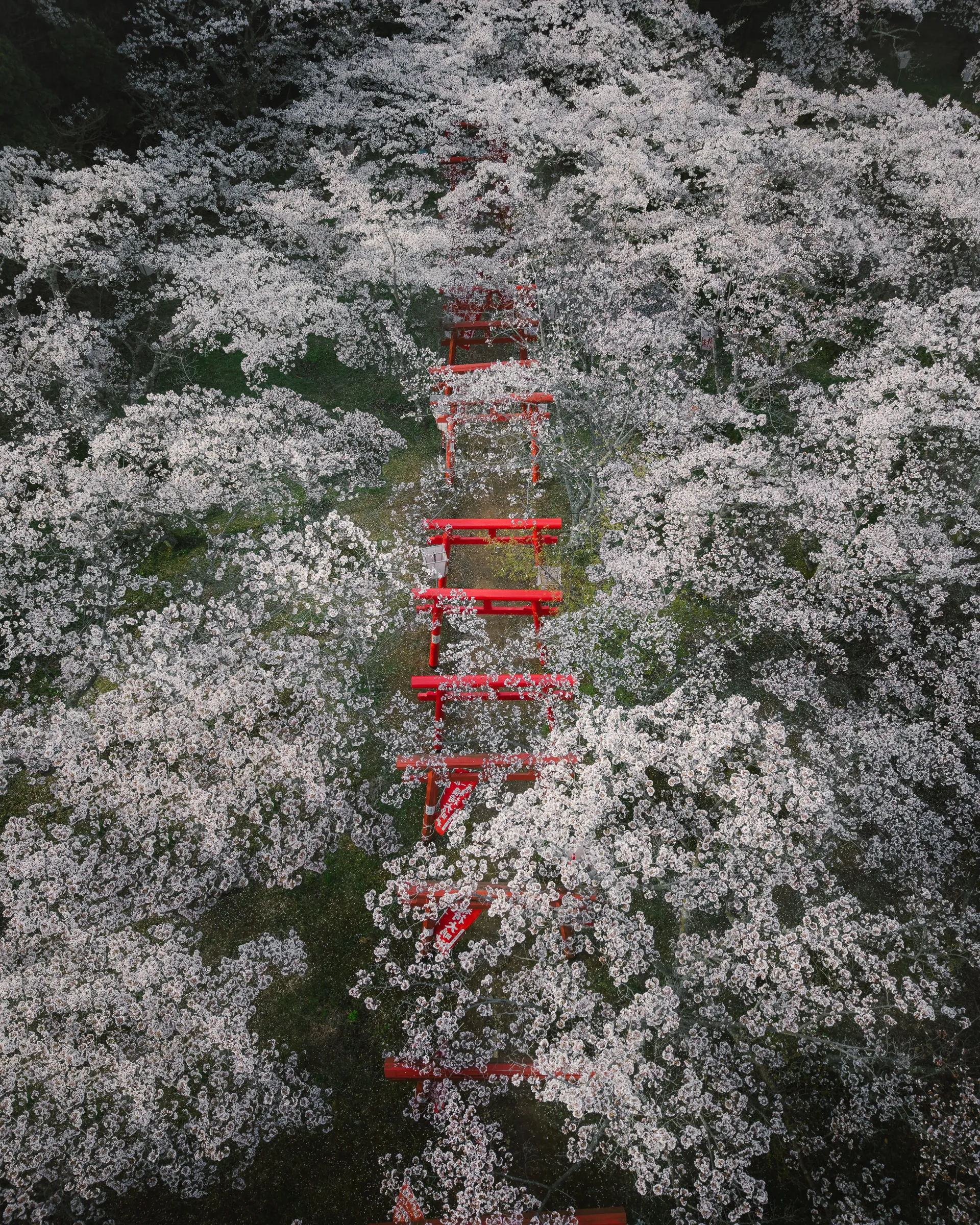 Spring — 春 15