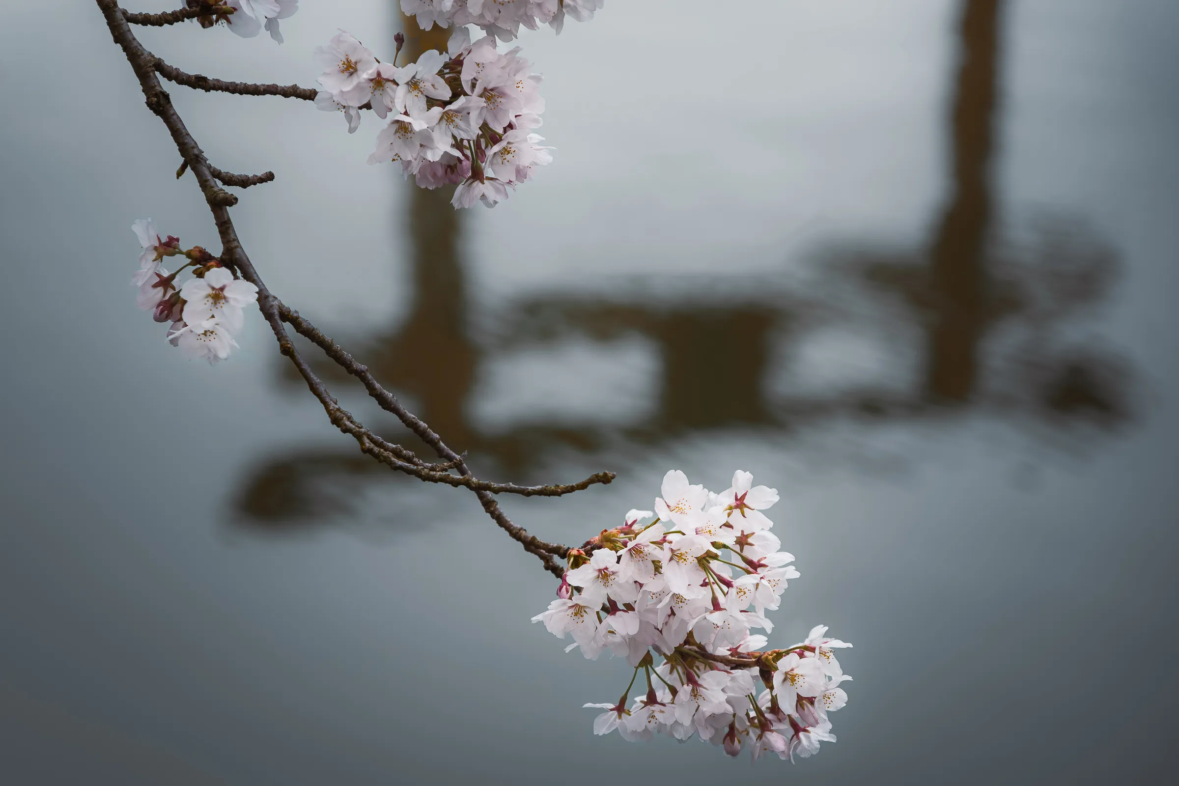 Spring — 春 18