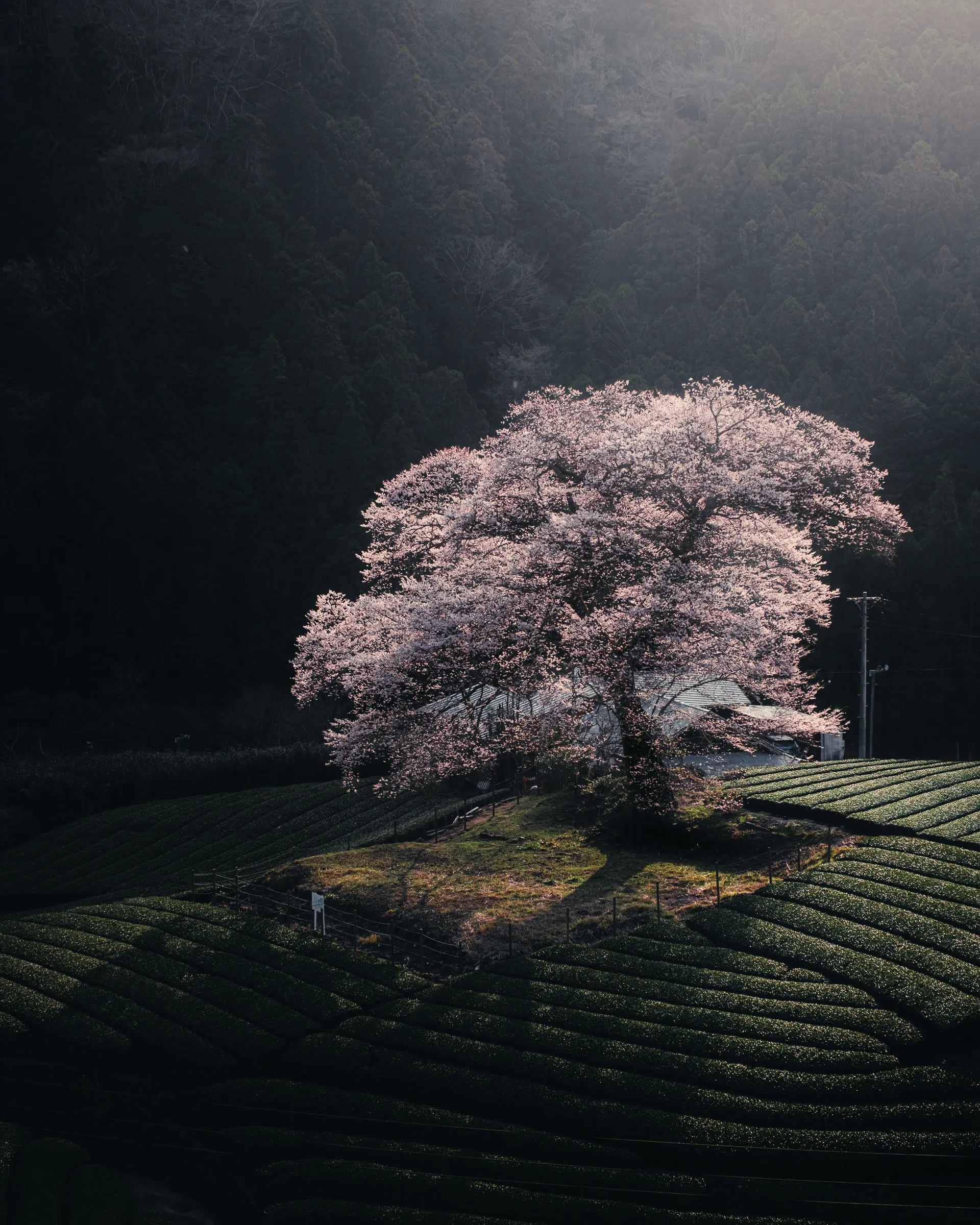 Spring — 春 20