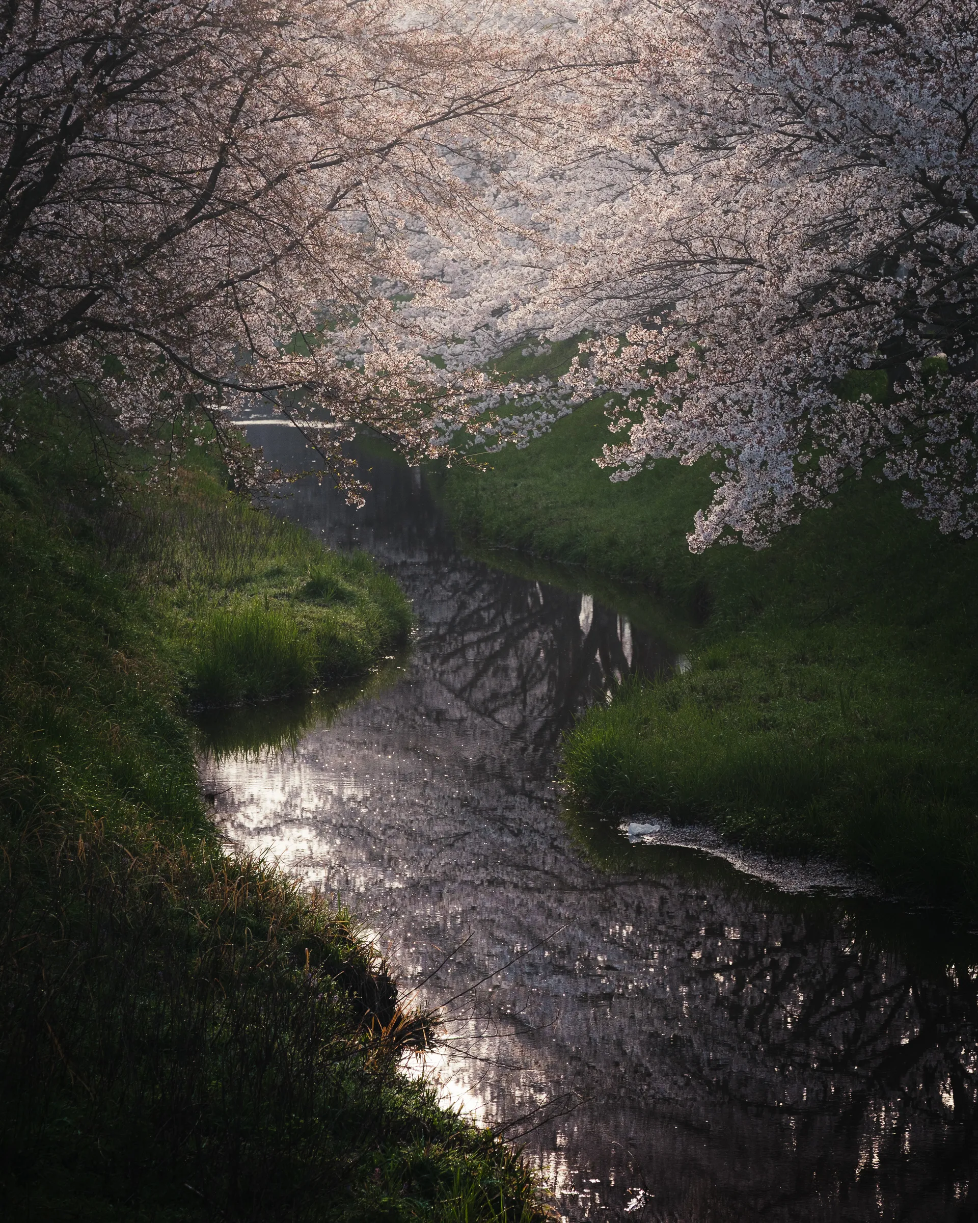 Spring — 春 19