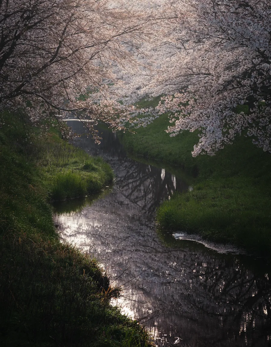 Spring — 春