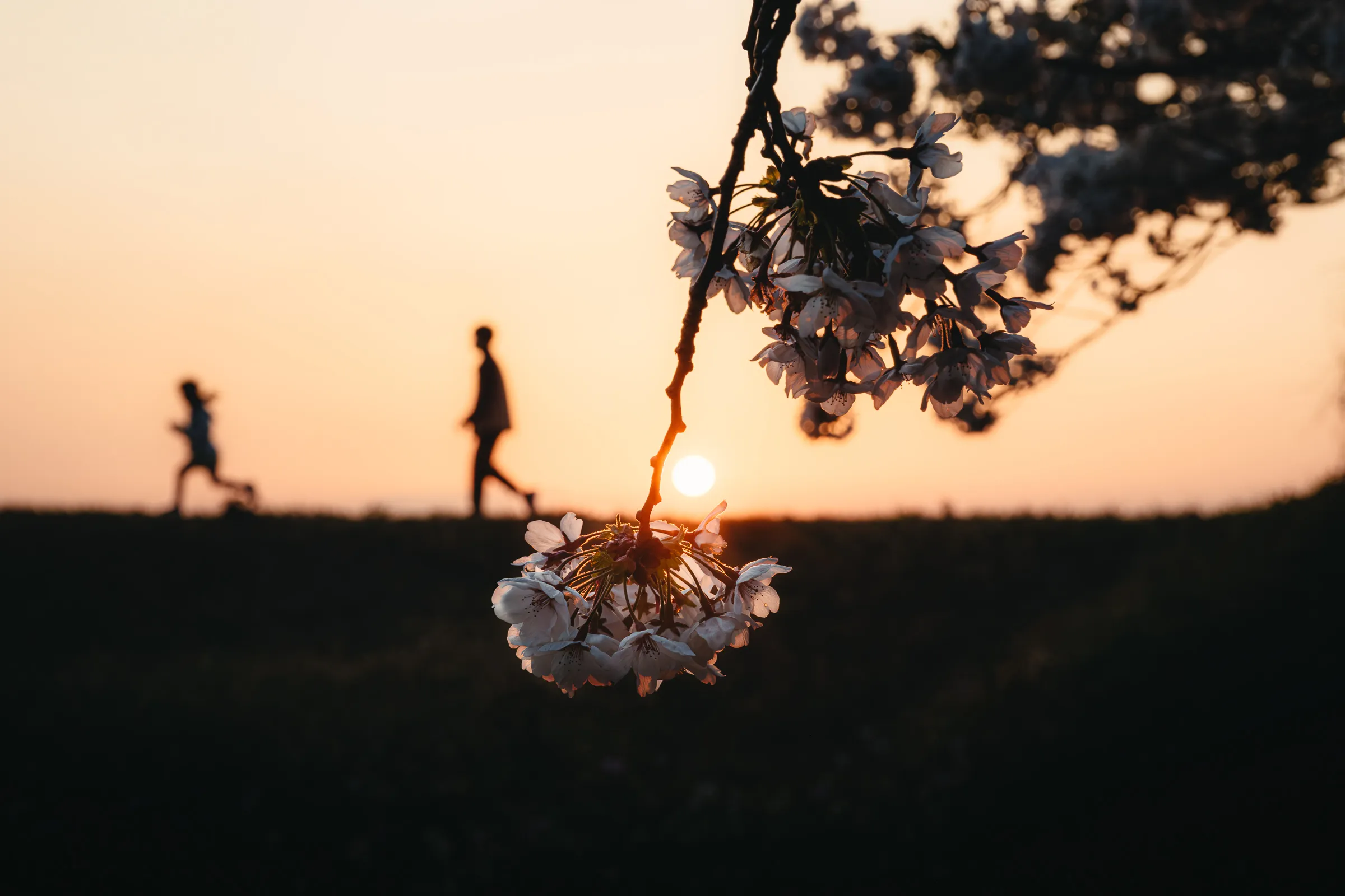 Spring — 春 24