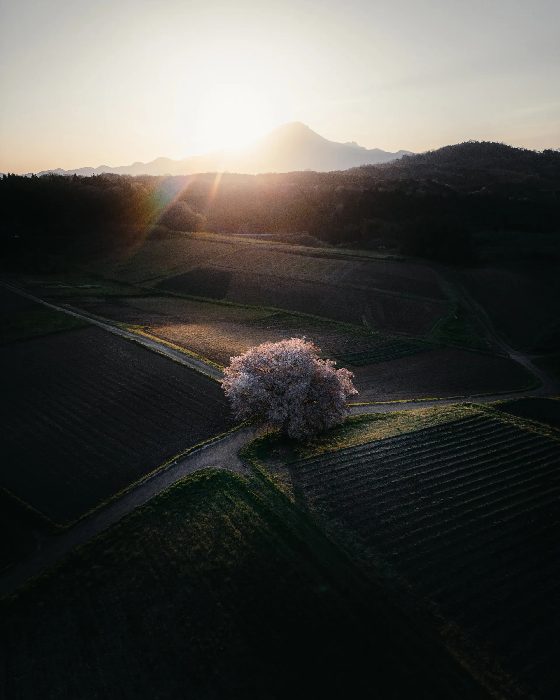 Spring — 春 25